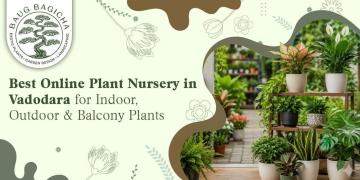 Best online plant nursery in Vadodara | baugbagicha