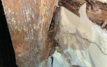 Spray Foam Insulation Removal for Property Surveys!