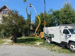 Professional Tree Service Buffalo NY | Tree Removal & Trimming
