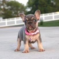 Reputable French Bulldog Breeder Quality Healthy Puppies