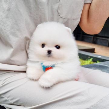 Adorable Puppies for Sale – Pomeranian, Yorkie & Pug – Healthy, Family-Raised – €500