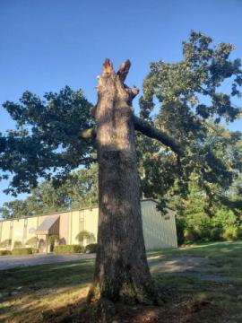 Francisco's Tree Services
