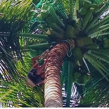 Best Coconut Tree Safety Nets Service Provider in Bangalore | Call "Menorah CocoNets" -