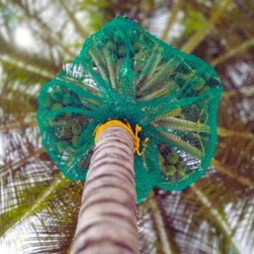 Best Coconut Tree Safety Nets Service Provider in Bangalore | Call "Menorah CocoNets" -
