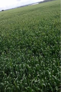 2,000 Acres Prime Agricultural land to lease in Nanyuki Laikipia county Ksh. 20,000/Acre/Year