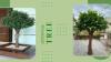 Buy Artificial Tree from No1. Manufacturers in India