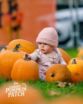 London Pumpkin Patch