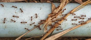 Book Affordable Ant Pest Control Sydney – Pest and Wash