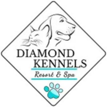 Premium Cat Boarding Services at Diamond Kennels – Comfortable & Stress-Free Care for cat