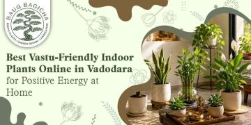 Low maintenance indoor plants in Vadodara | baugbagicha