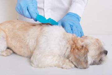 The Natural way to a Wagging Tail-FurLife