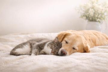 Gentle Pet Passages
