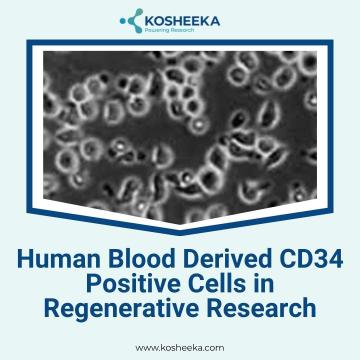 Human Blood Derived CD34 Positive Cells in Regenerative Research