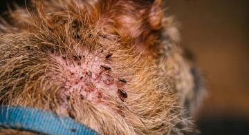 Flea Treatment for Dogs