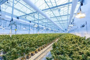 Indoor grow lights for Indoor Farming