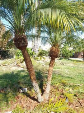 Lorenzo's Tree Services