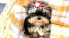 Adorable Puppies for Sale – Pomeranian, Yorkie & Pug – Healthy, Family-Raised – €500
