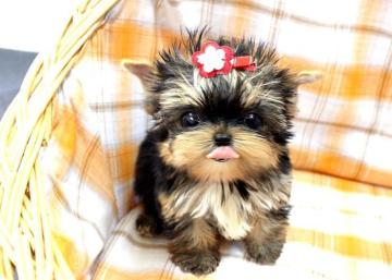 Adorable Puppies for Sale – Pomeranian, Yorkie & Pug – Healthy, Family-Raised – €500