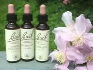 atural Bach Rescue Remedy in London for Emotional Calm -Healing flower life