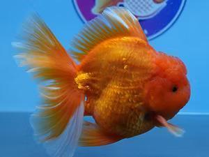 Online Goldfish Store