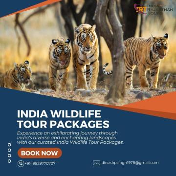 India Wildlife Tour Packages for Thrilling Jungle Adventures Await