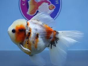 Fish Store in Austin